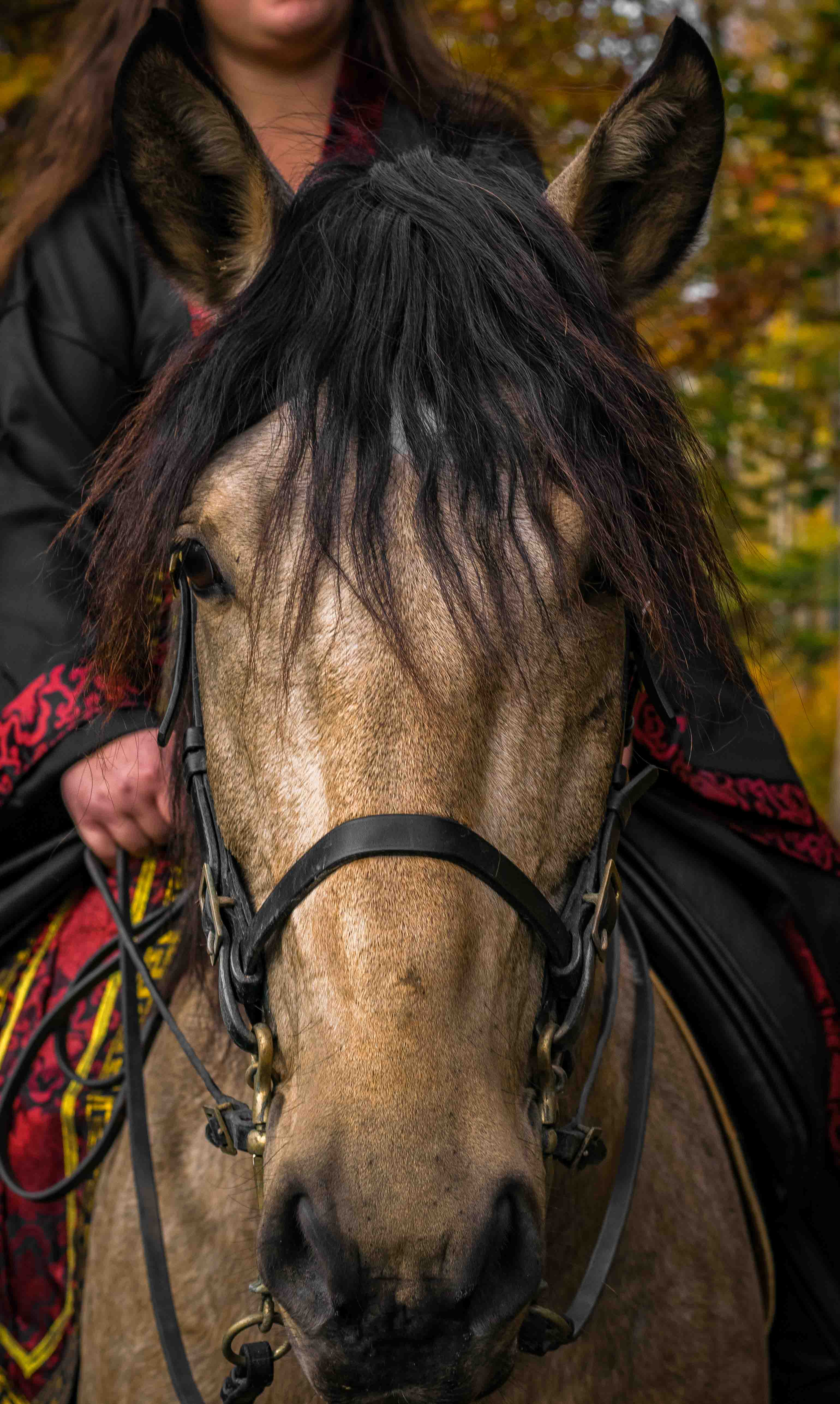 Portrait cheval